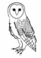 harry owl
