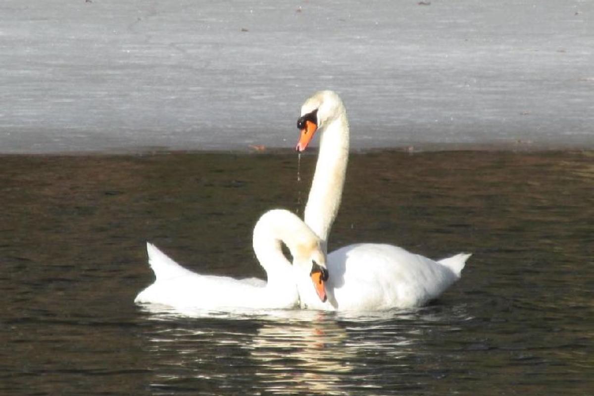 Mating Dance of the Swan at Spindeville Pond 3-21-14 (photo by Walter Swift)